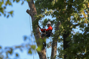 Tree service in St Petersburg Fl