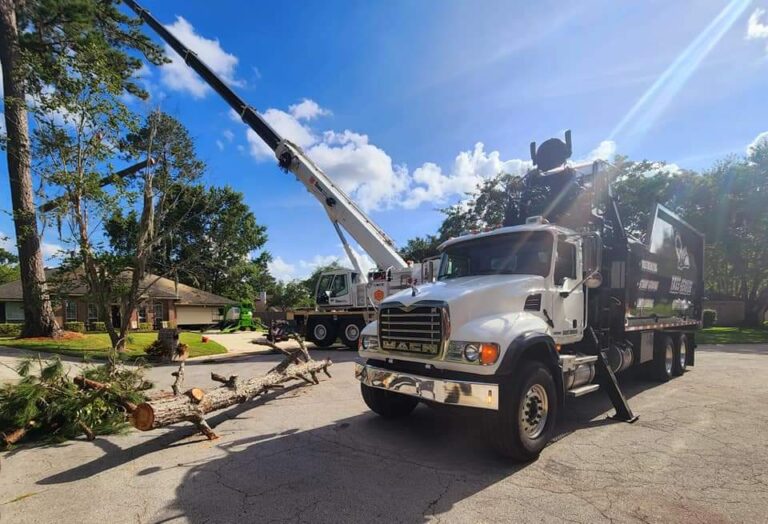 Recognized as the Leading Tree Service Company in St. Petersburg Florida